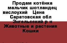 Продам котёнка мальчик шотландец вислоухий › Цена ­ 1 000 - Саратовская обл., Энгельсский р-н Животные и растения » Кошки   